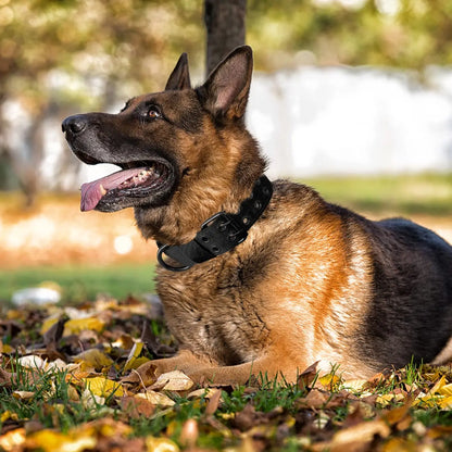Hundegeschirr mit Leine - Gemacht für starke Hunde und echte Abenteuer!